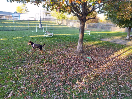 Erie Humane Society Dog Park